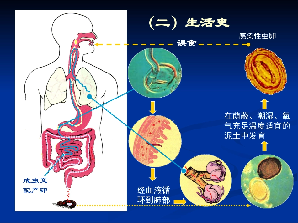 常见寄生虫病_第3页