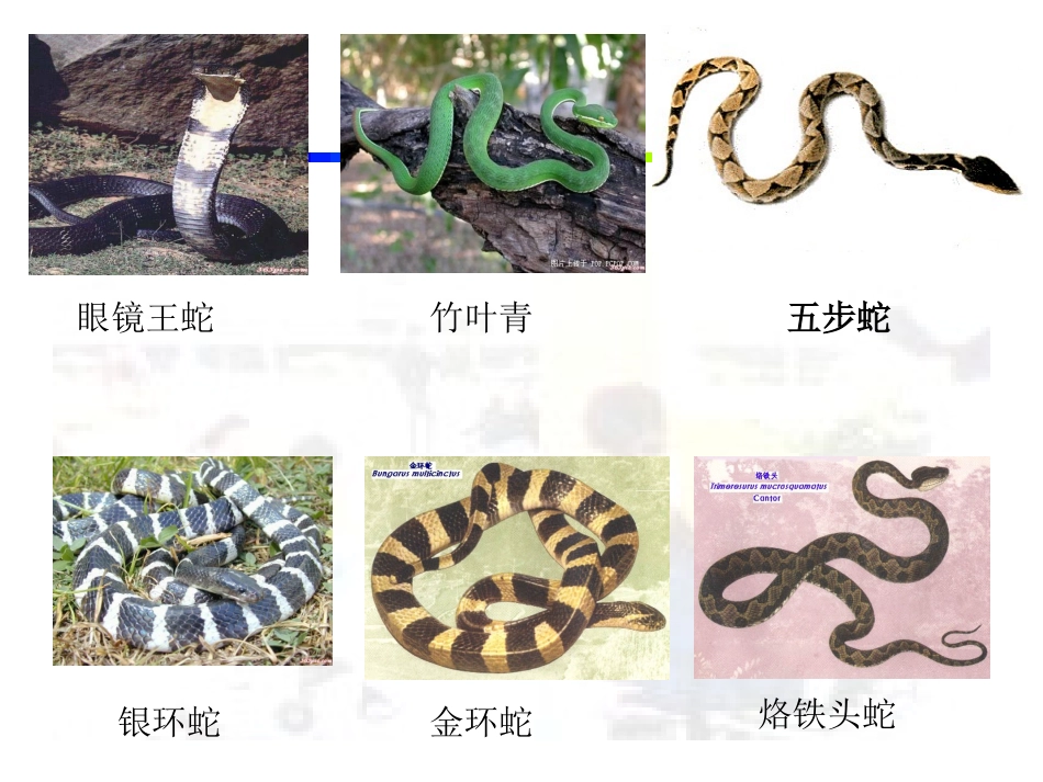 常见动物咬蜇伤_第3页