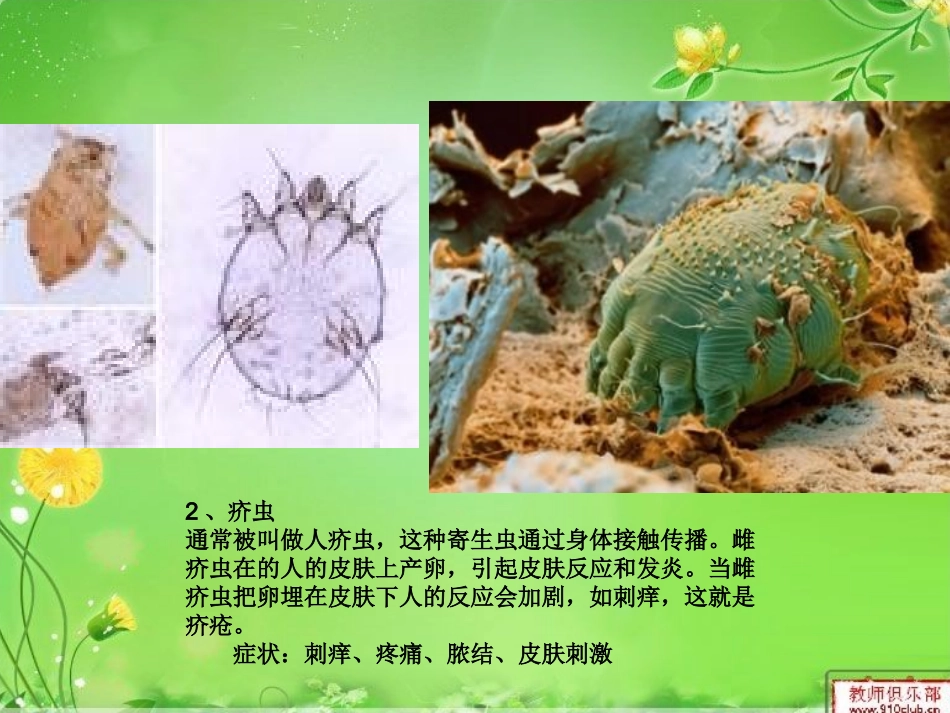 常见人体寄生虫_第3页