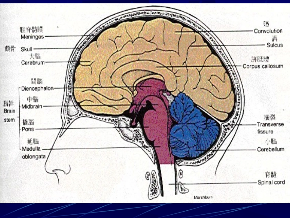 常见中枢神经疾病_第2页