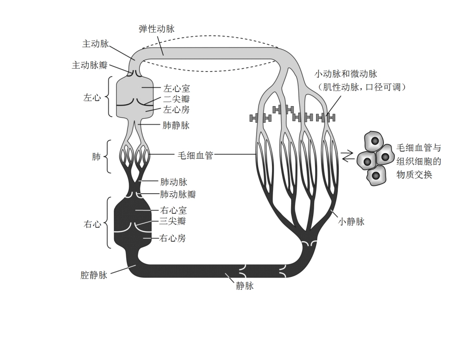 工作心肌细胞的动作电位_第2页