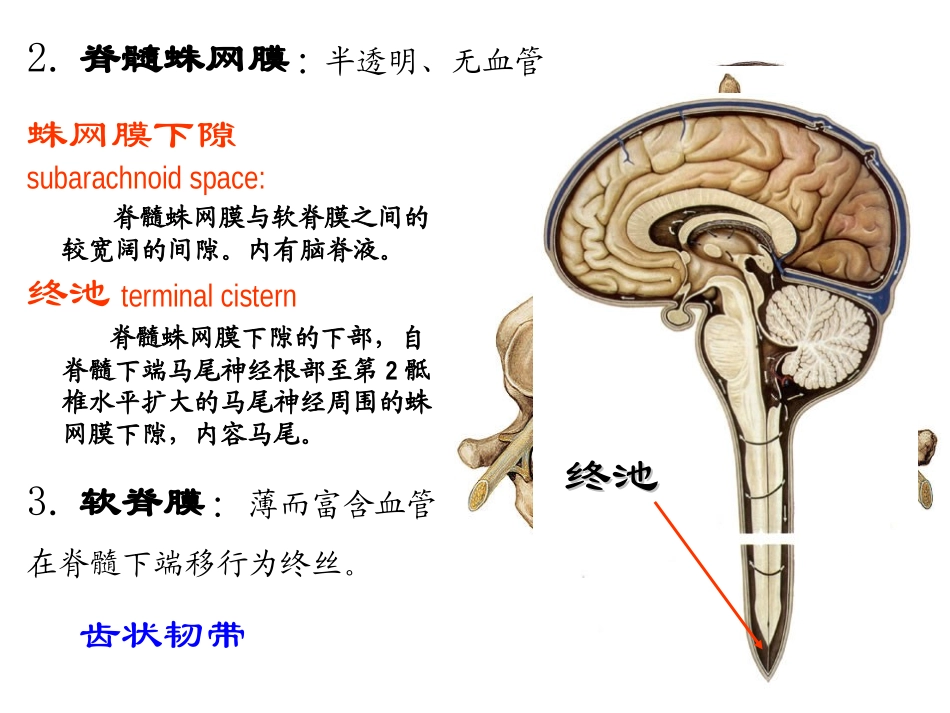 局解---脑脊髓被膜及血管_第3页