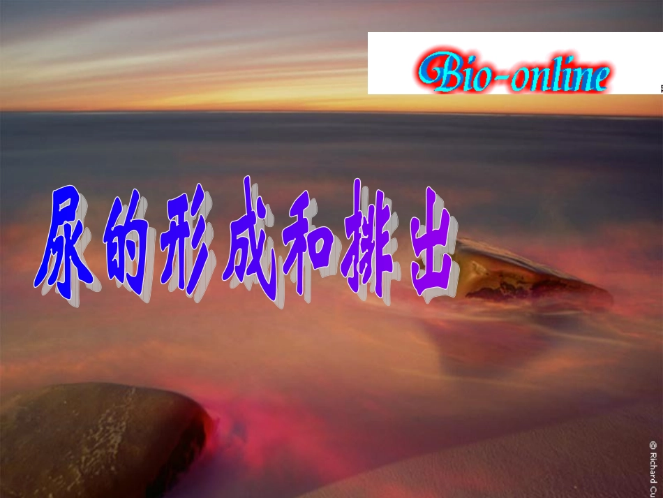 尿的行成及排出_第2页