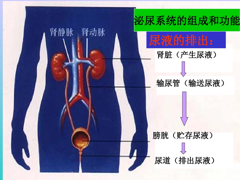 尿的行成及排出_第3页