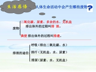 尿的行成及排出