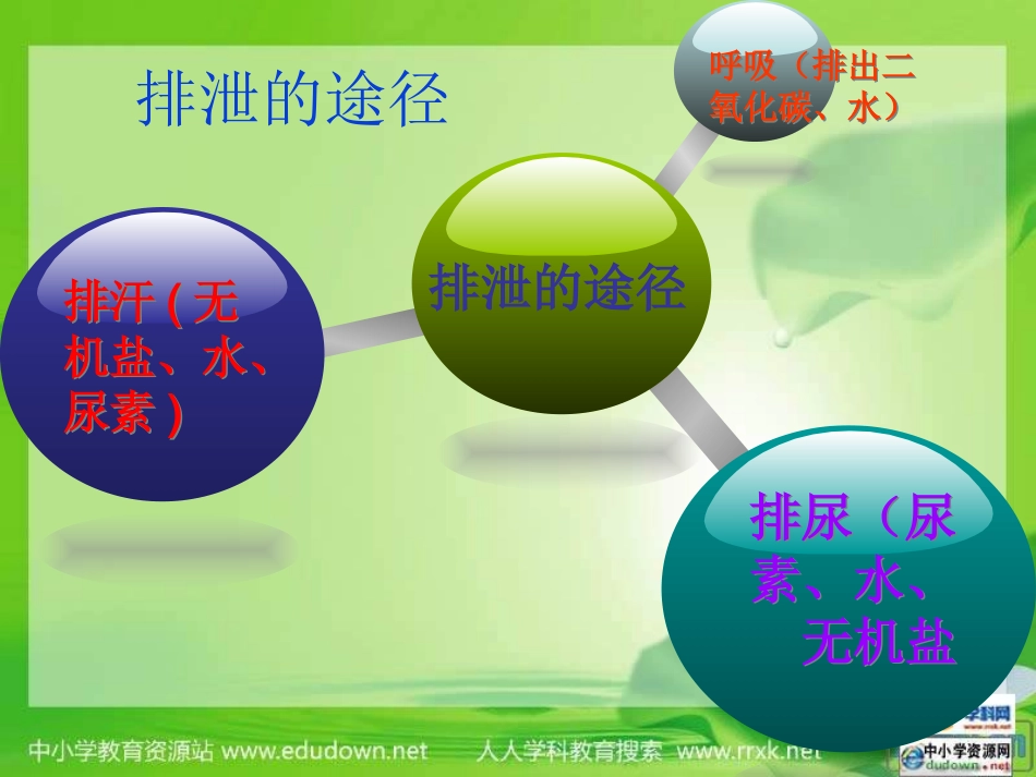 尿液的形成和排出PPT_第3页