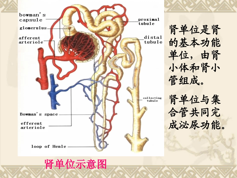 尿液蛋白质葡萄糖与酮体检测_第3页