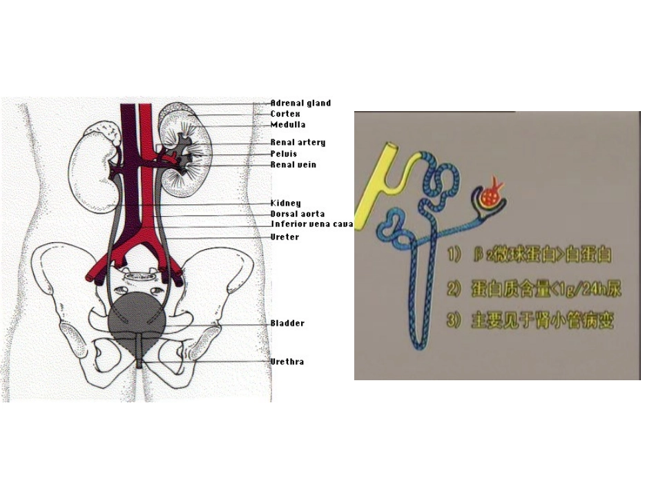 尿-液-检-查_第2页