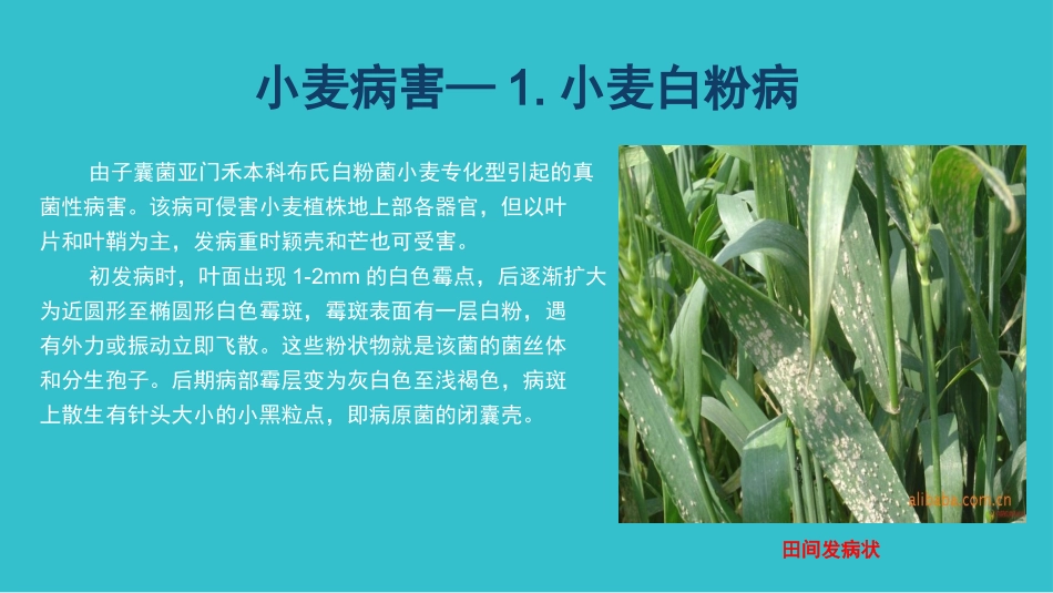 小麦病虫害图谱_第3页
