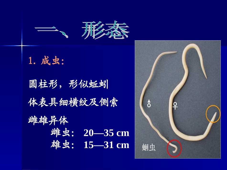 寄生虫-蛔虫_第2页