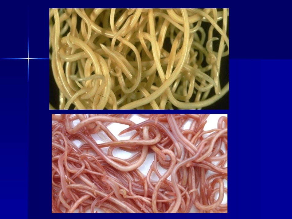 寄生虫-蛔虫_第3页