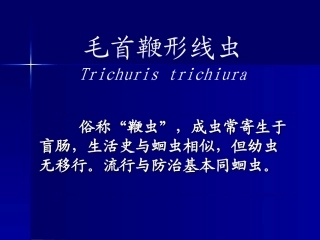寄生虫-鞭虫