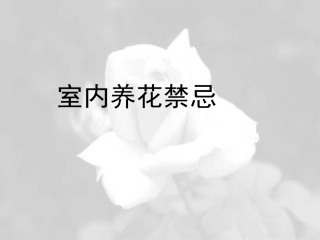室内养花禁忌