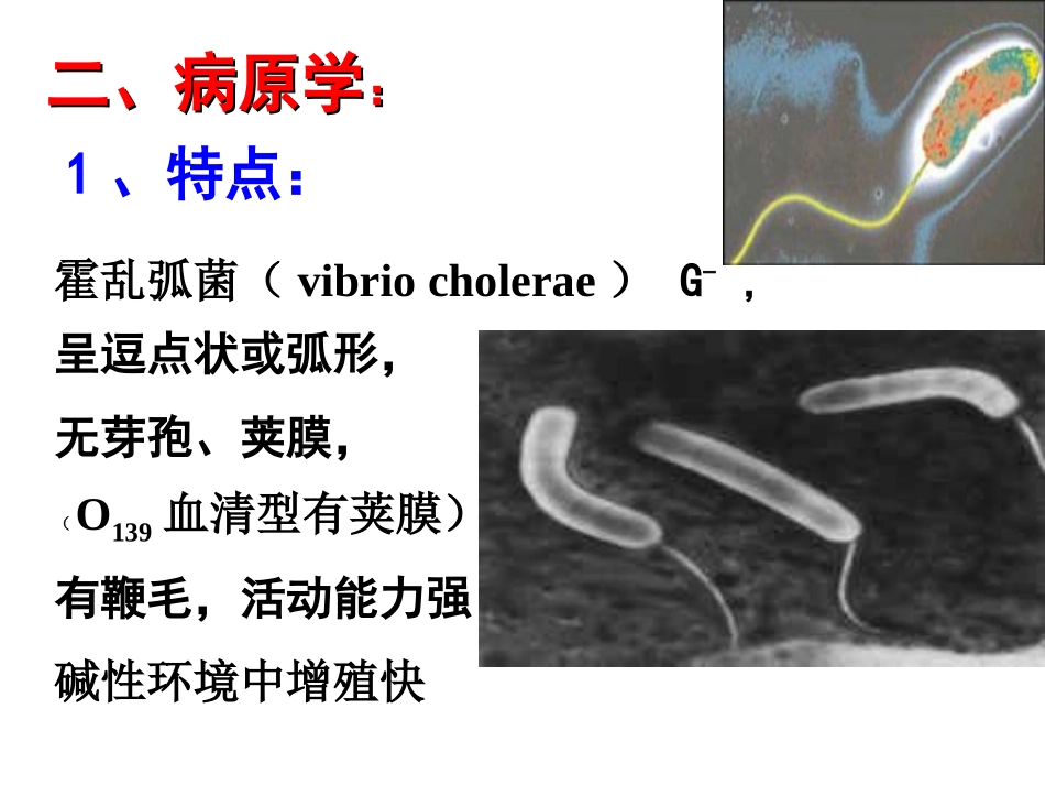 宠物源人兽共患病——霍乱讲义_第3页