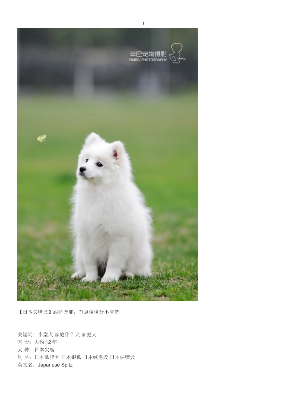 宠物狗狗分类介绍大全_第1页