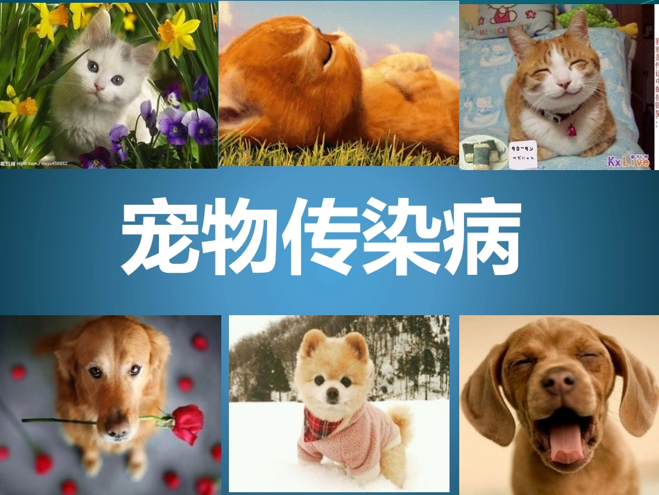 宠物传染病概述_第1页