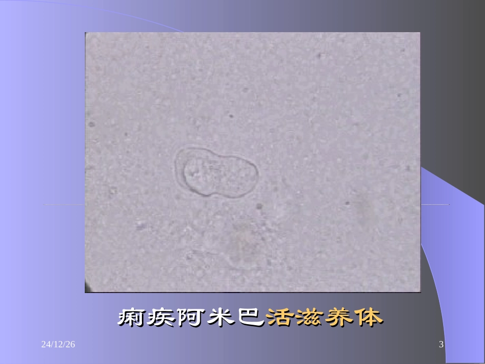 实验课-腹泻原虫_第3页