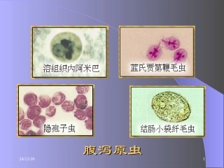 实验课-腹泻原虫
