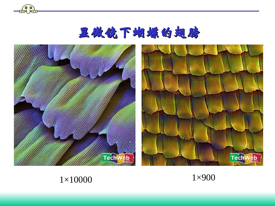 实验一 显微镜、测微目镜的结构和使用_第3页