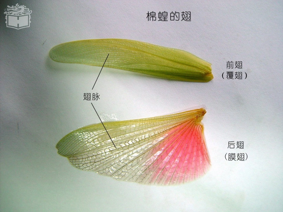 实验11  蝗虫_第3页