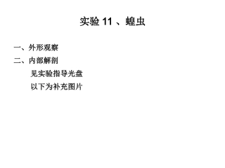 实验11  蝗虫