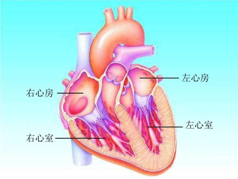 孟筱璐血液循环(第二课时)_第1页