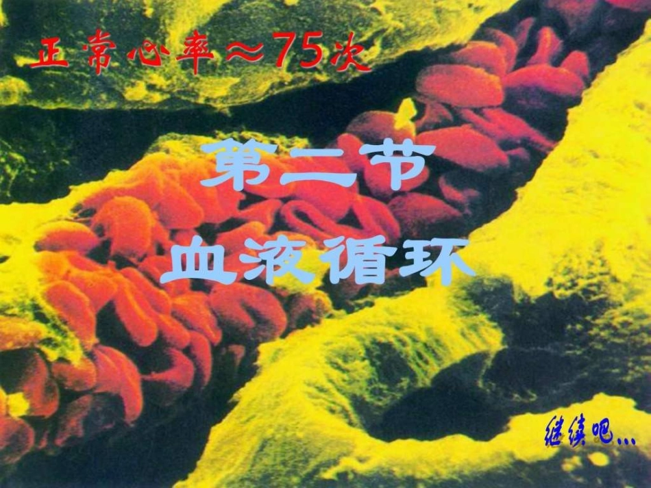 孟筱璐血液循环(第二课时)_第3页