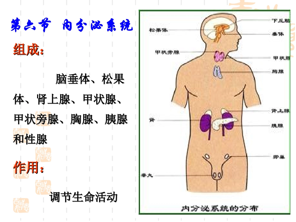 婴幼儿内分泌系统_第1页