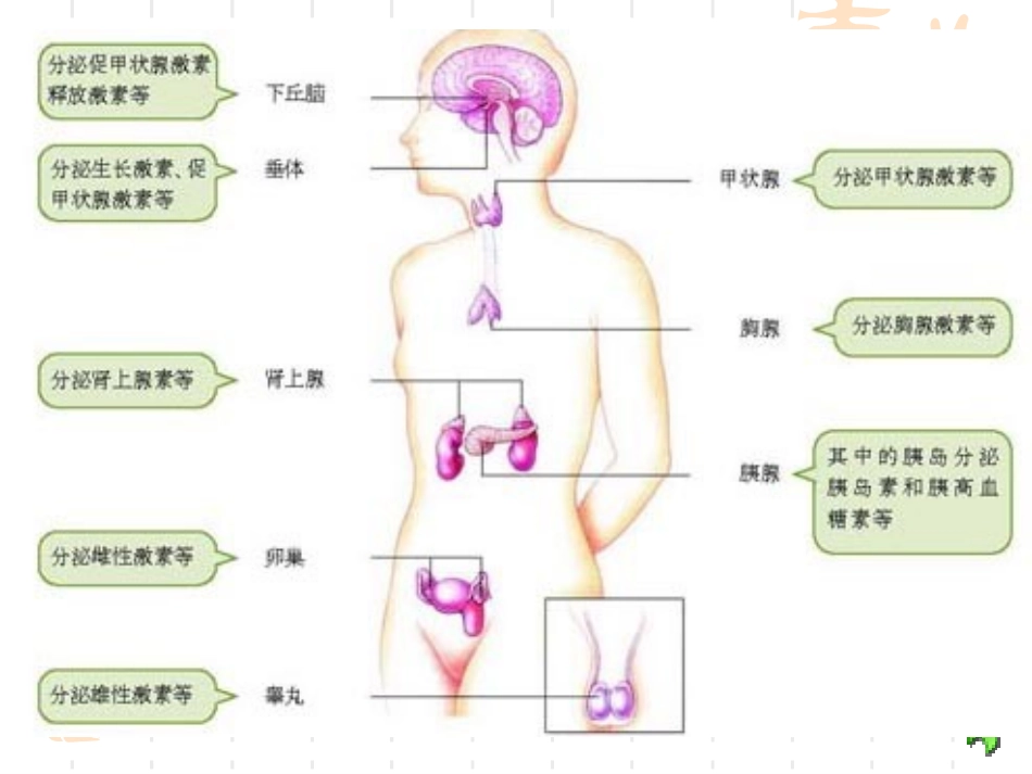 婴幼儿内分泌系统_第2页