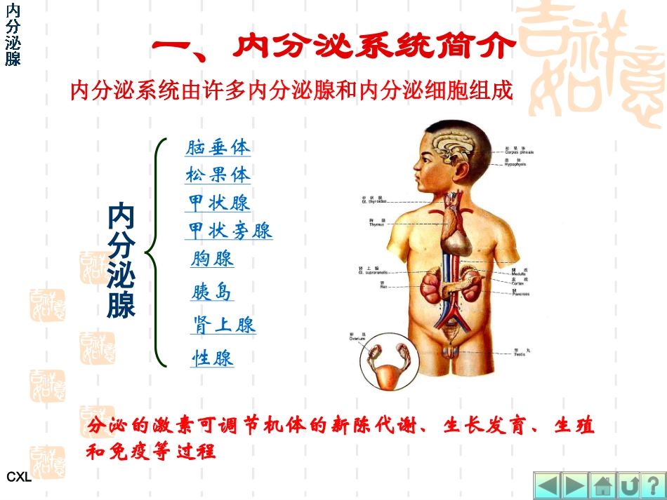 婴幼儿内分泌系统_第3页