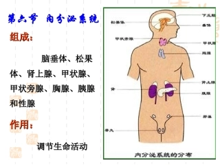 婴幼儿内分泌系统