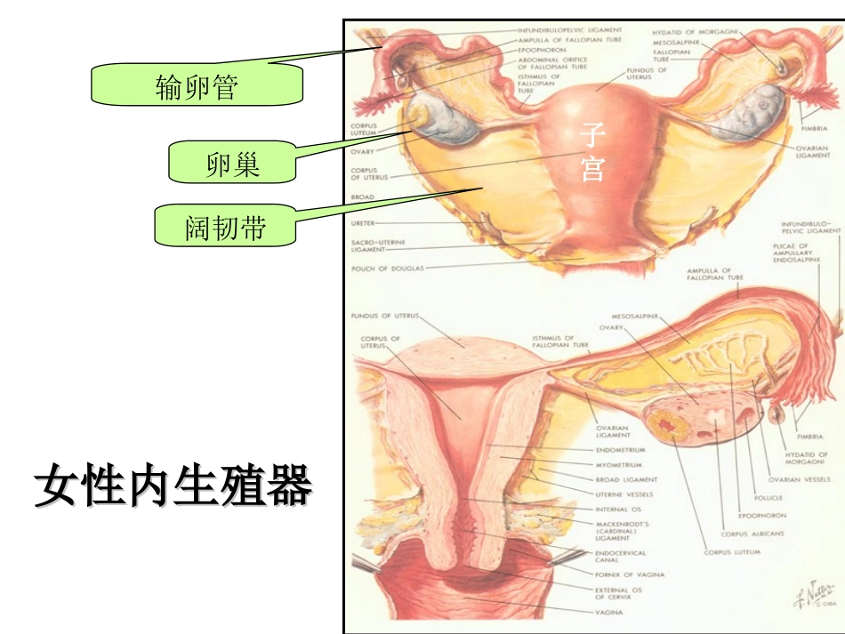 妊娠病异位妊娠_第2页