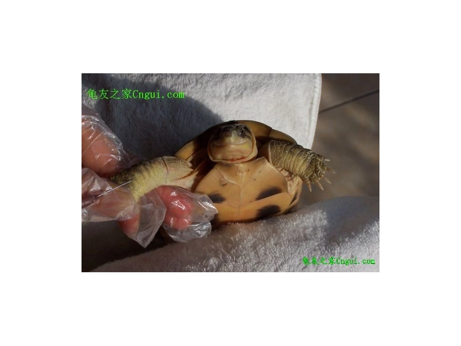 如何给乌龟打针治病_第3页