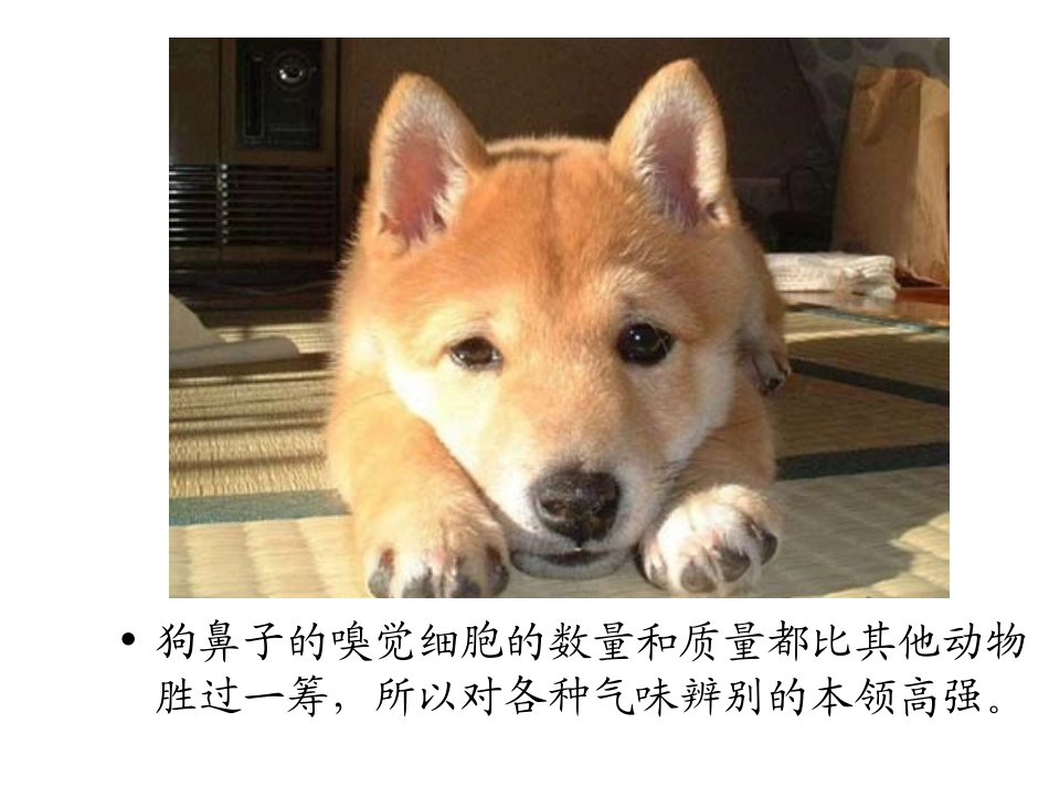 奇妙的鼻子 (1)_第2页