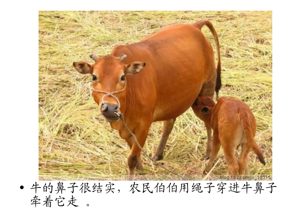 奇妙的鼻子 (1)_第3页