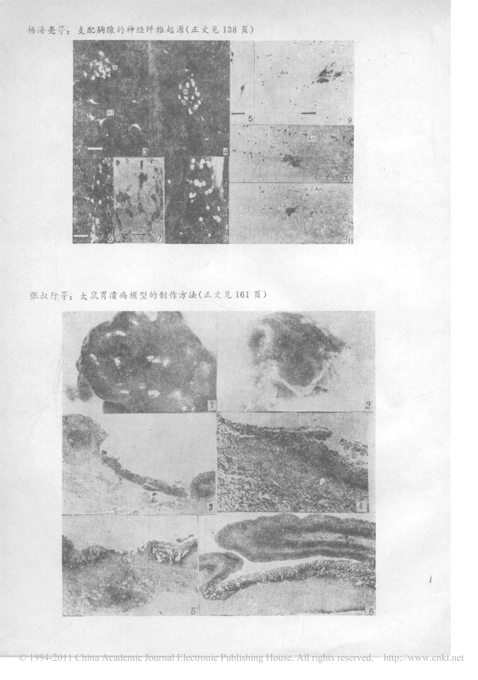 大鼠胃溃疡模型的制作方法_第3页