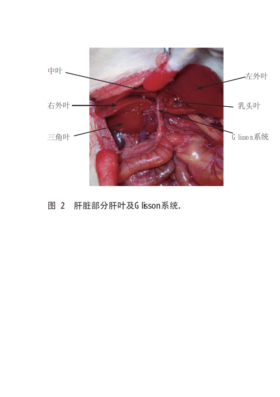 大鼠肝脏解剖图解_第2页