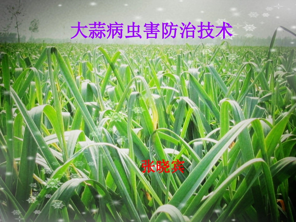大蒜病害防治_第1页