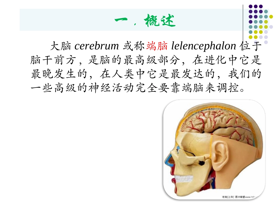 大脑皮质的功能定位_第2页