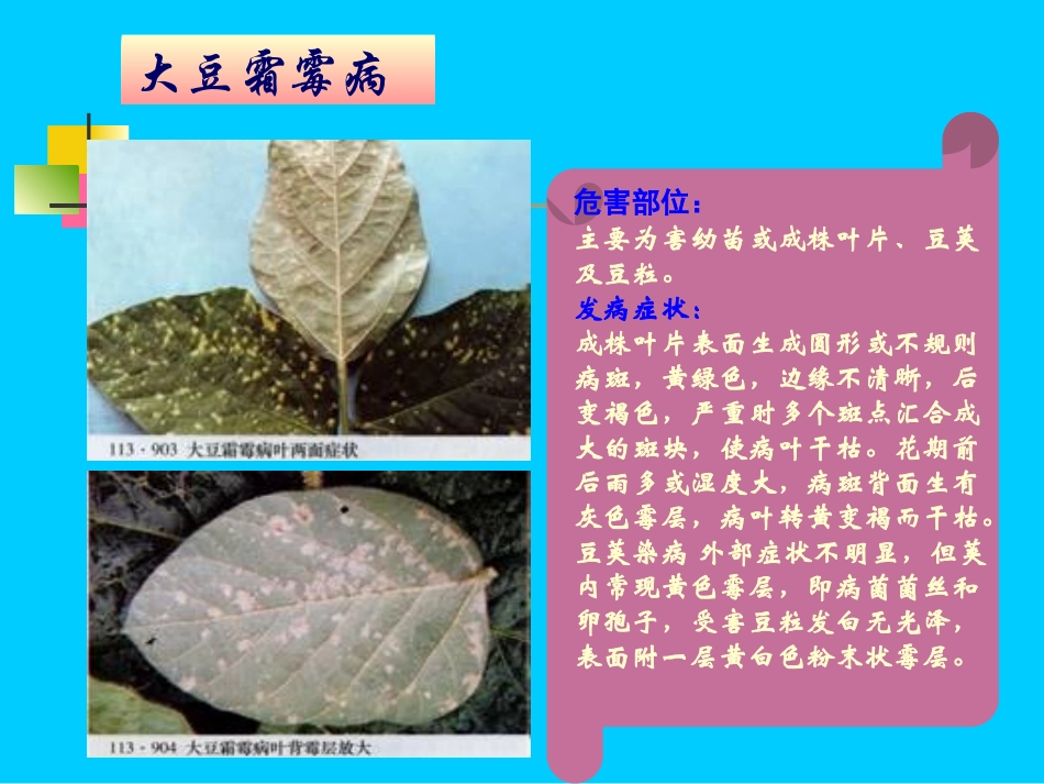 大豆主要病虫害防治_第3页