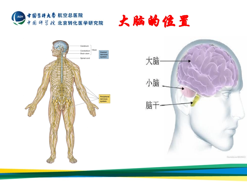 大脑是如何工作的？_第2页