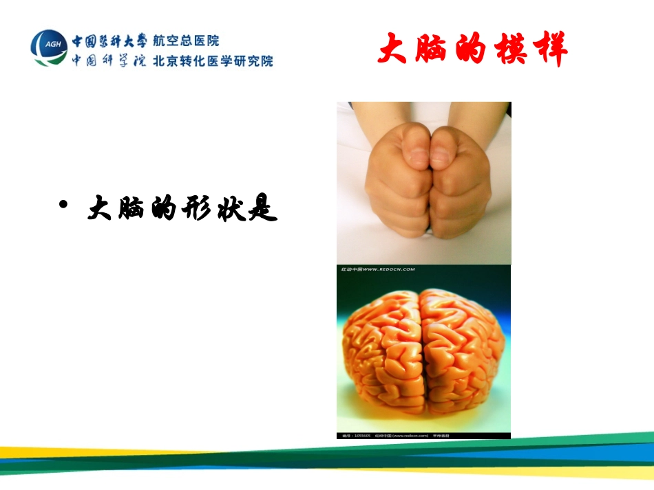 大脑是如何工作的？_第3页