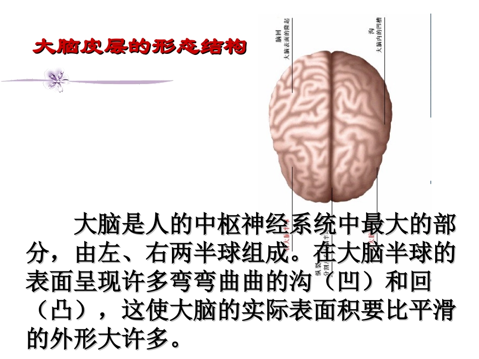 大脑皮层是神经系统的最高级中枢_第2页