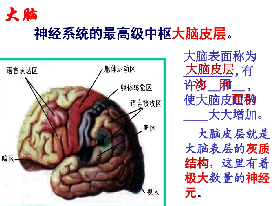 大脑皮层是神经系统的最高级中枢_第3页