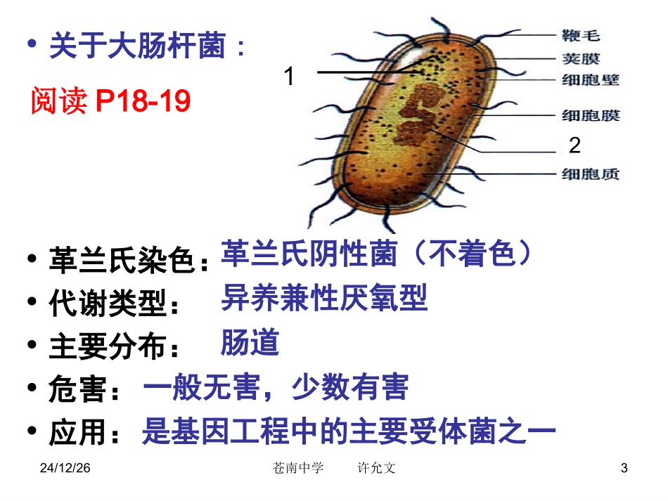 大肠杆菌的培养与分离_第3页