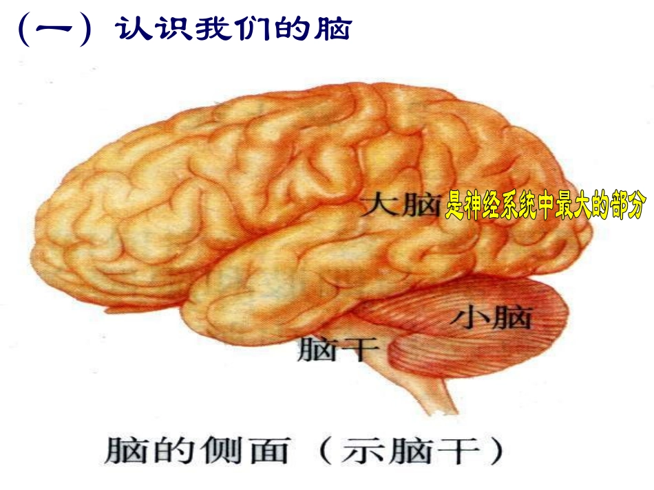 大脑皮层是神经系统的最高级中枢00(1)_第3页