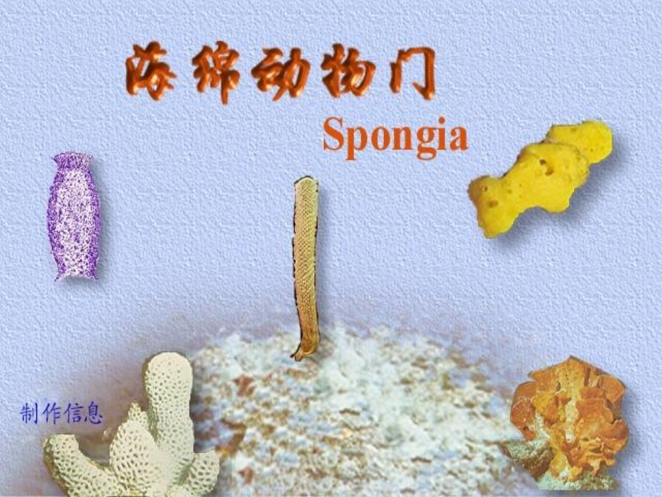 多细胞动物的胚胎发育_第1页