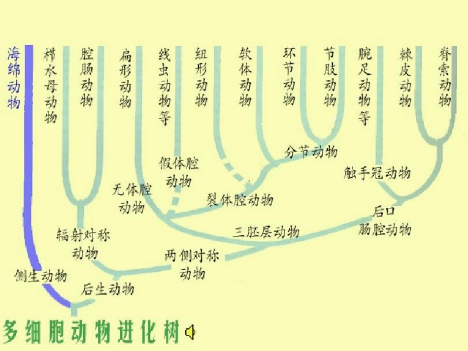 多细胞动物的胚胎发育_第3页