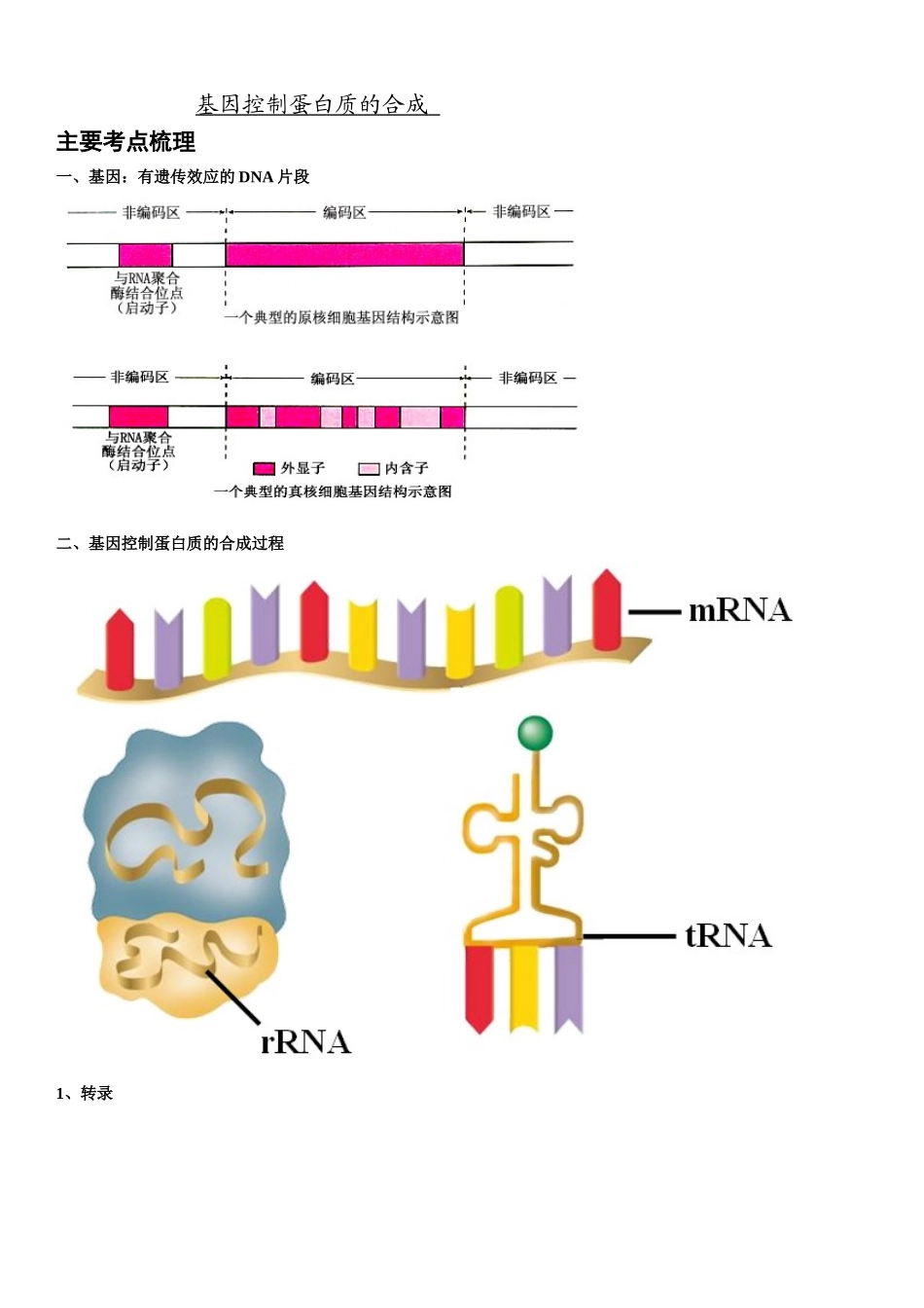 基因控制蛋白质的合成习题及答案详解_第1页
