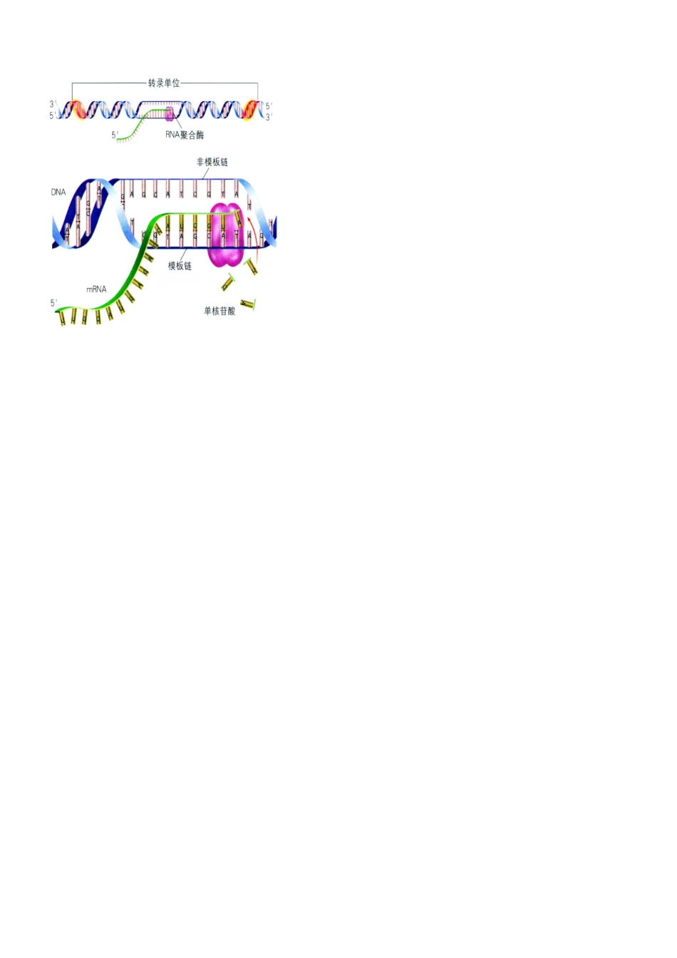 基因控制蛋白质的合成习题及答案详解_第2页